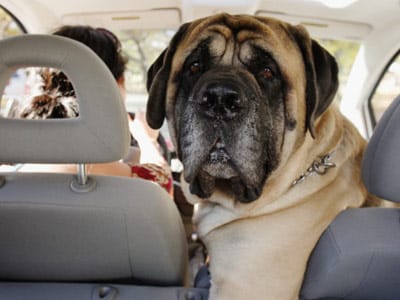 Viajar con tu perro en el auto